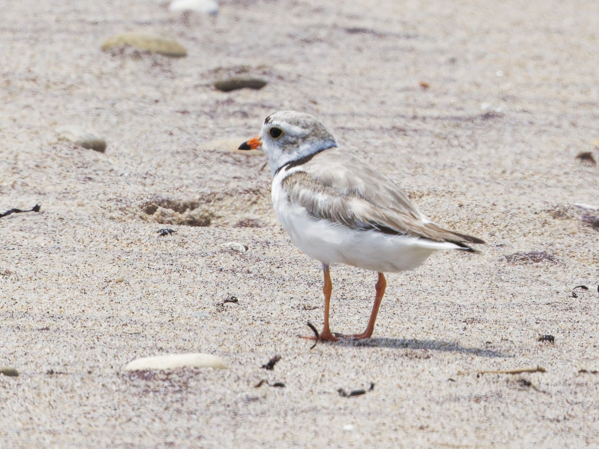 Piping Plover - ML620712491