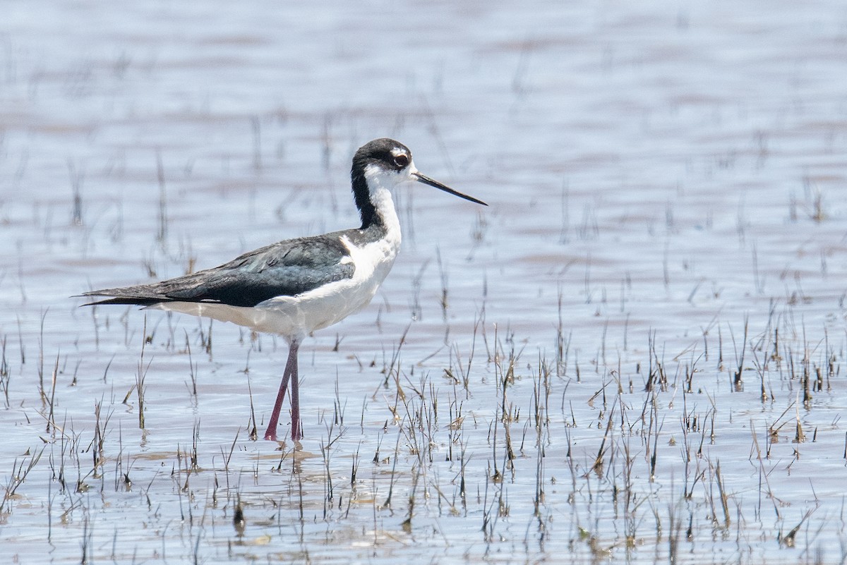 Black-necked Stilt - ML620712493