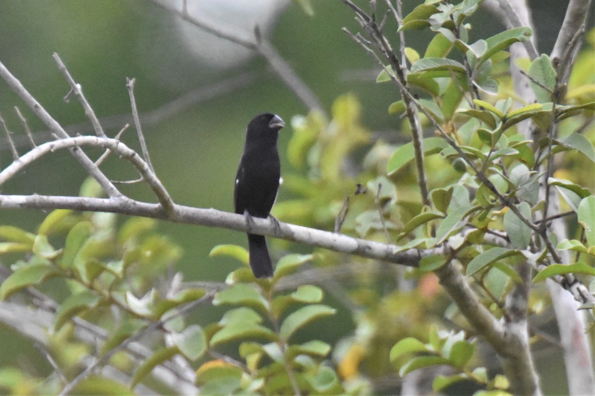 Smooth-billed Ani - ML620712500