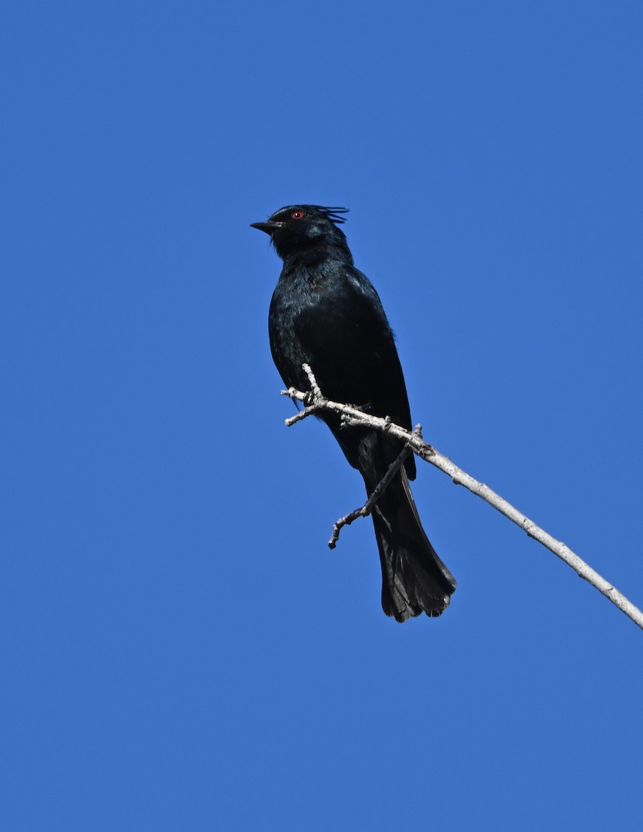 Capulinero Negro - ML620712510