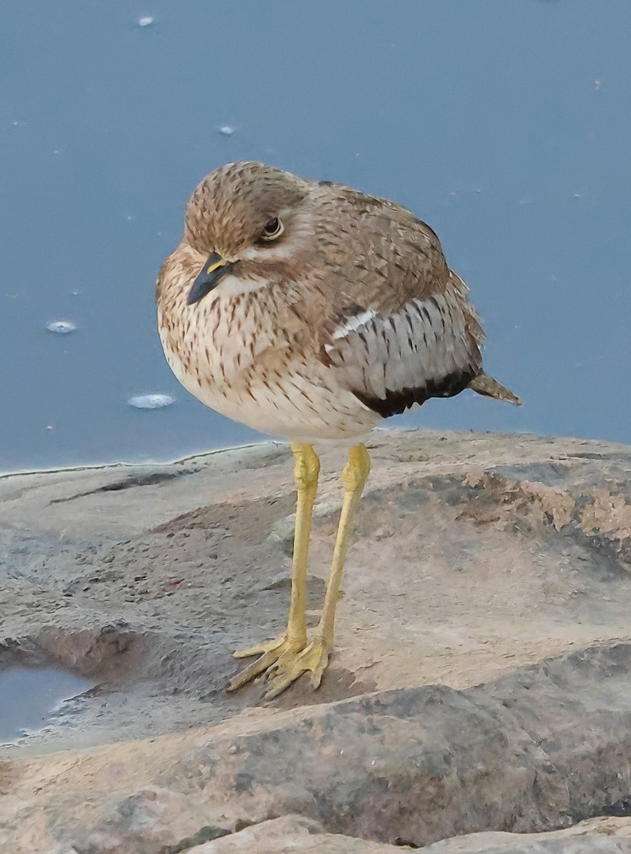 Water Thick-knee - Gareth Hughes