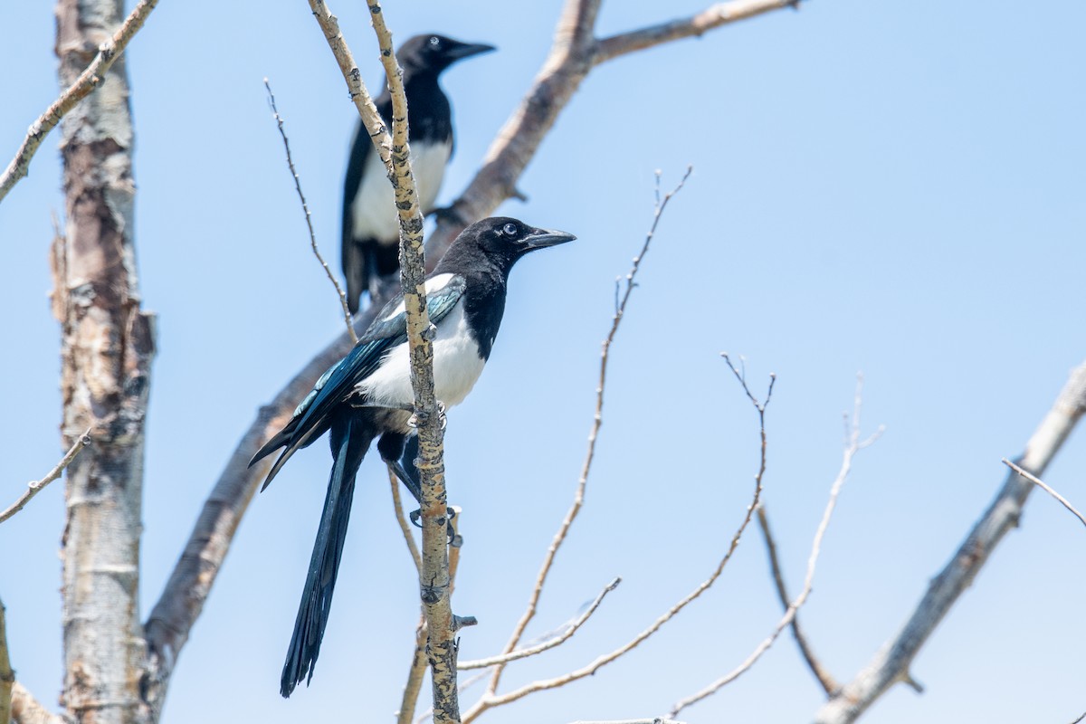 Black-billed Magpie - ML620712524