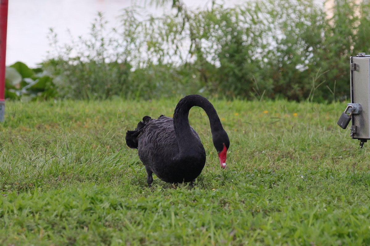 Black Swan - ML620712525