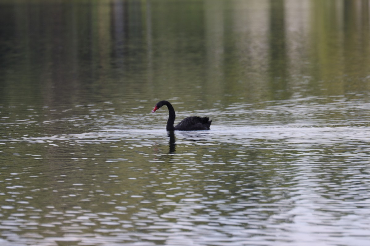 Cisne Negro - ML620712526