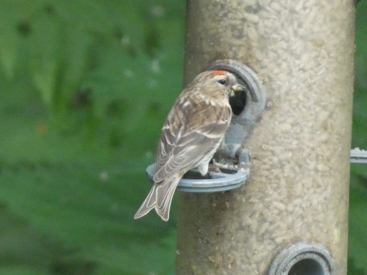 Lesser Redpoll - ML620712528