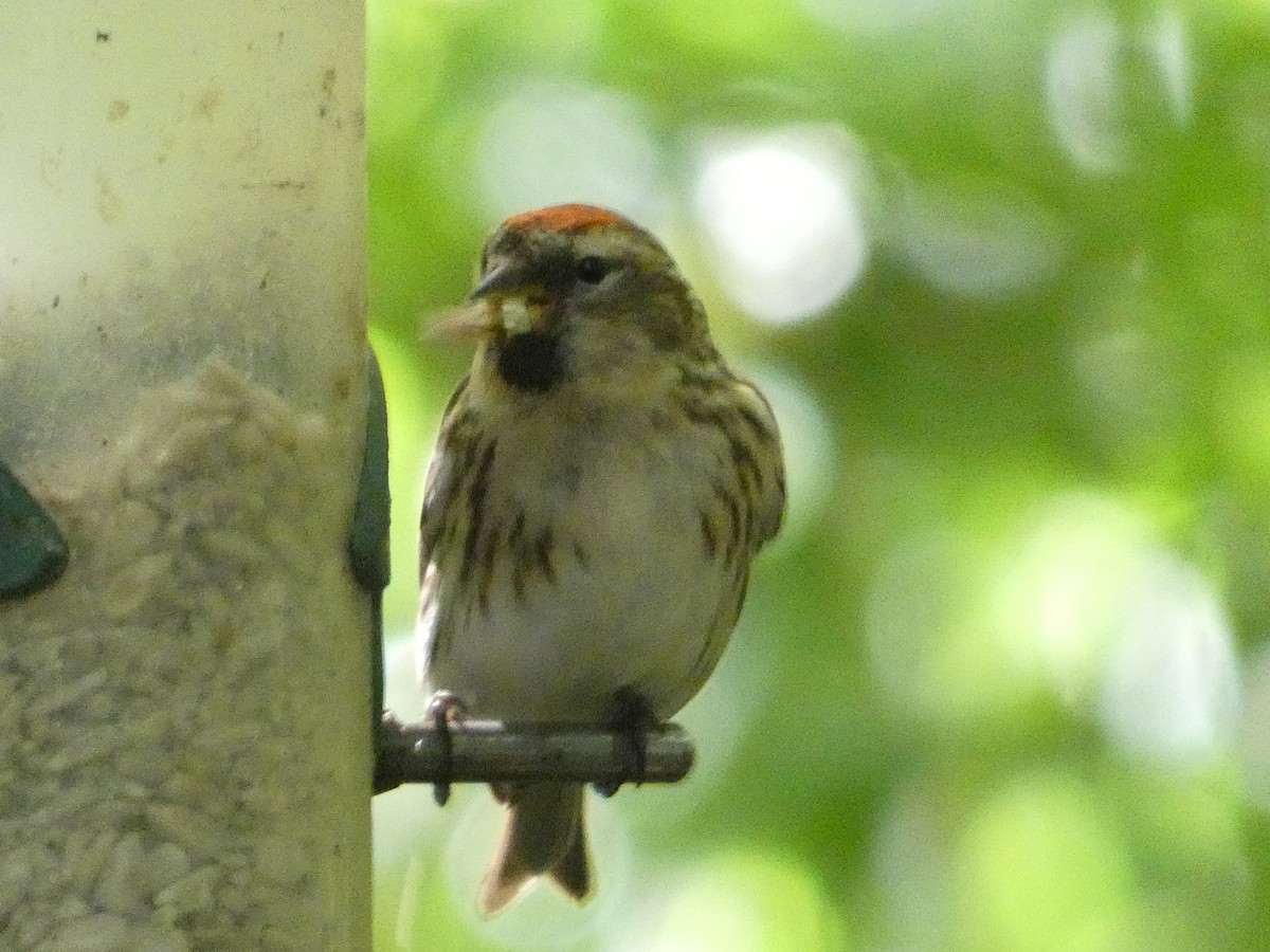 Lesser Redpoll - ML620712529