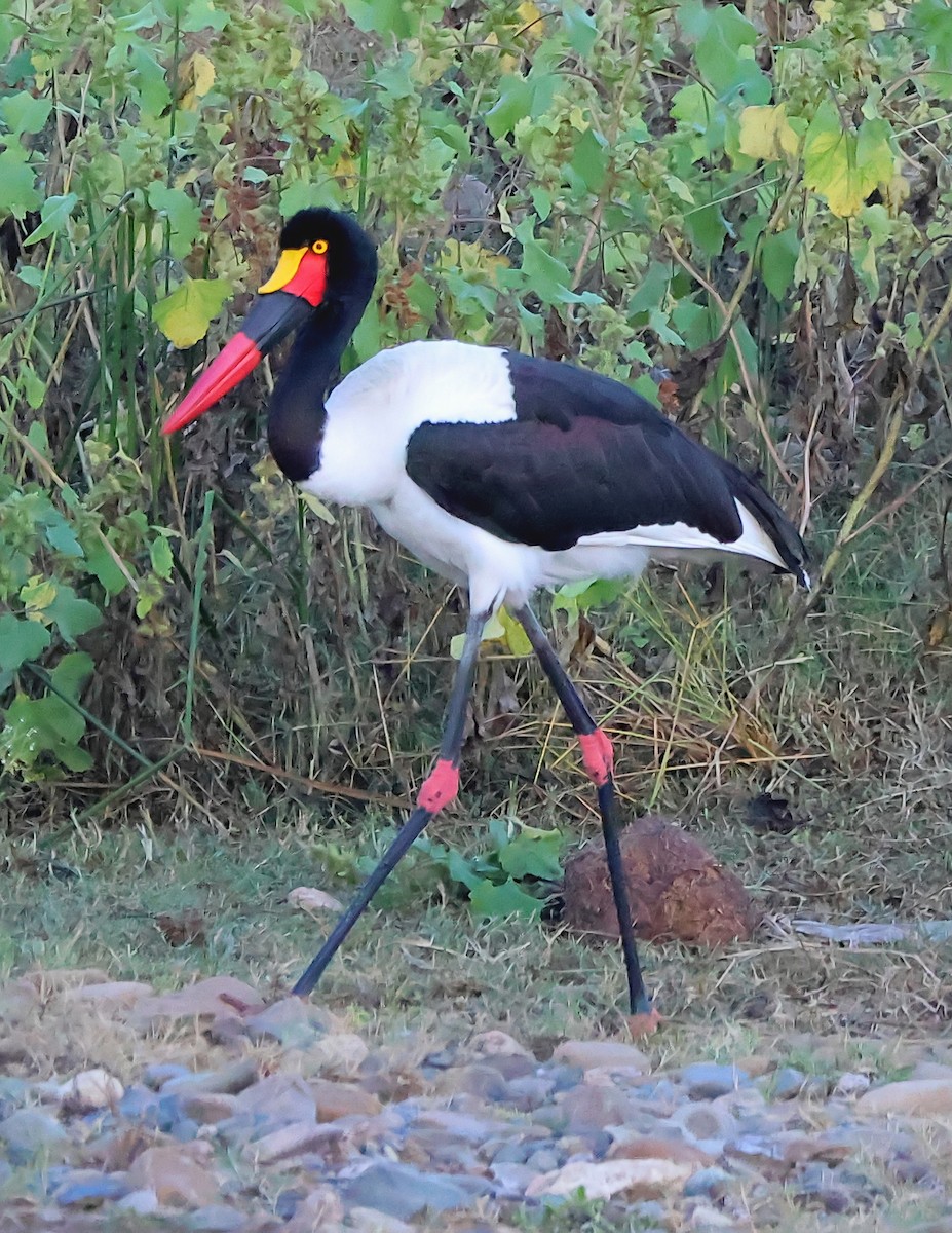 Saddle-billed Stork - ML620712531