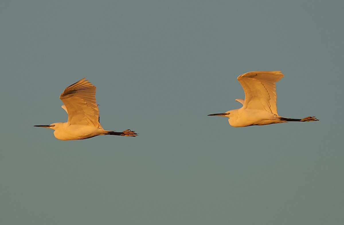 Little Egret (Western) - ML620712534