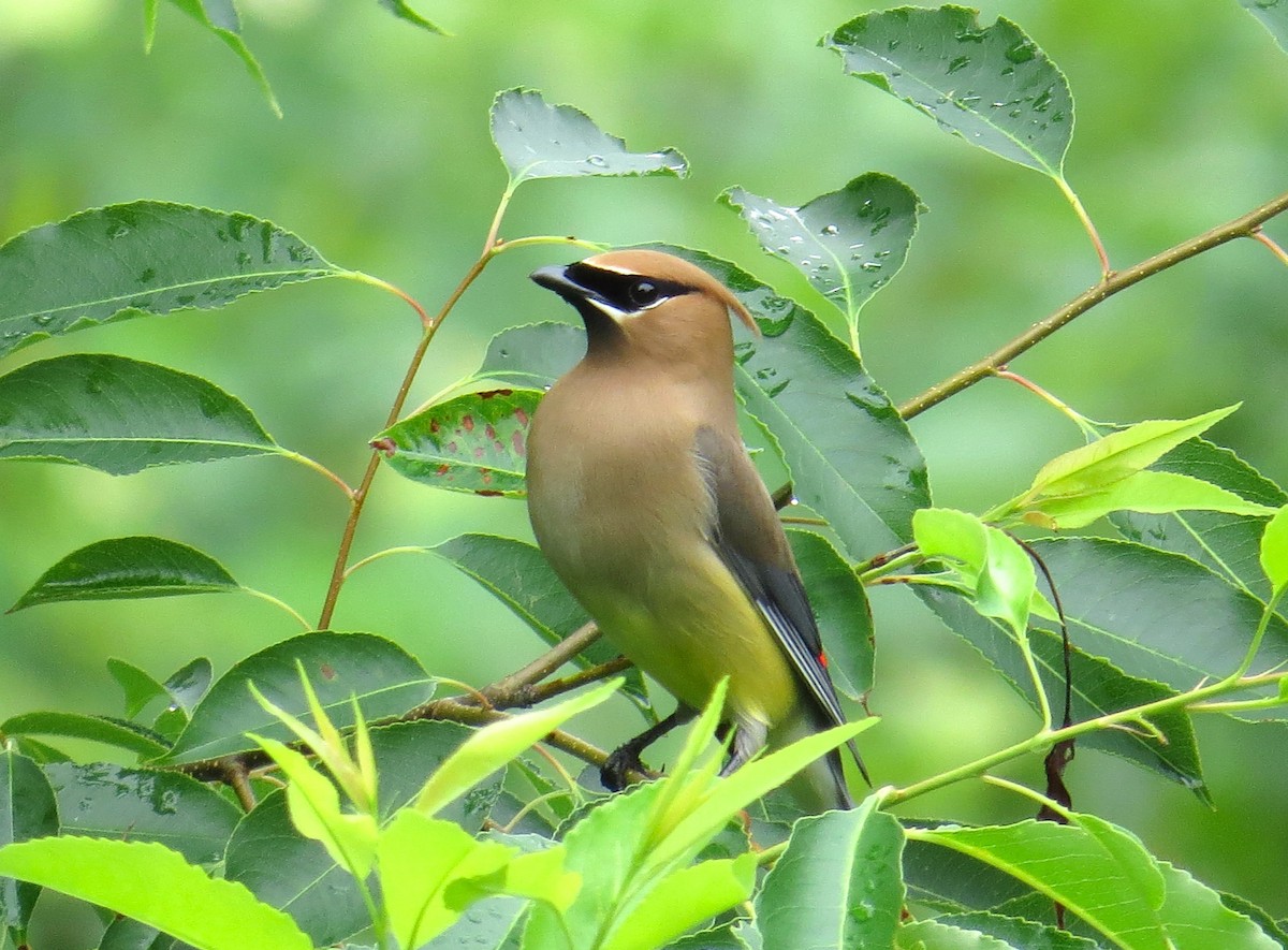 Cedar Waxwing - ML620712539