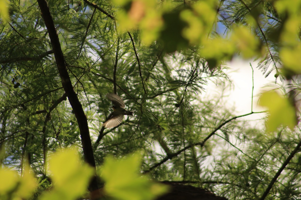 Yellow-throated Warbler - ML620712541