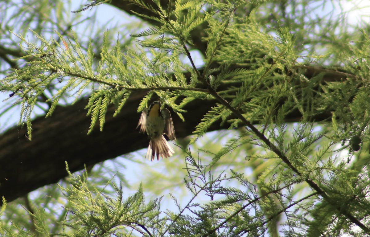 Yellow-throated Warbler - ML620712543