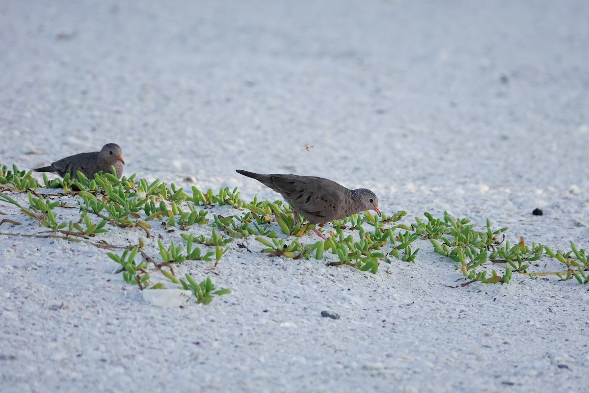 Common Ground Dove - ML620712545