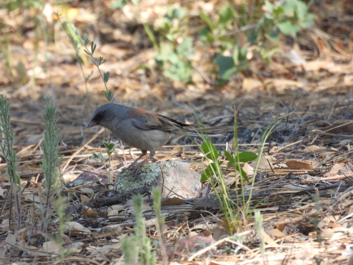 Dark-eyed Junco - ML620712546