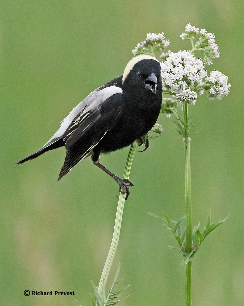 bobolink americký - ML620712548