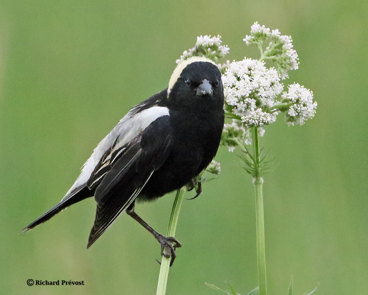 Bobolink - Richard Prévost