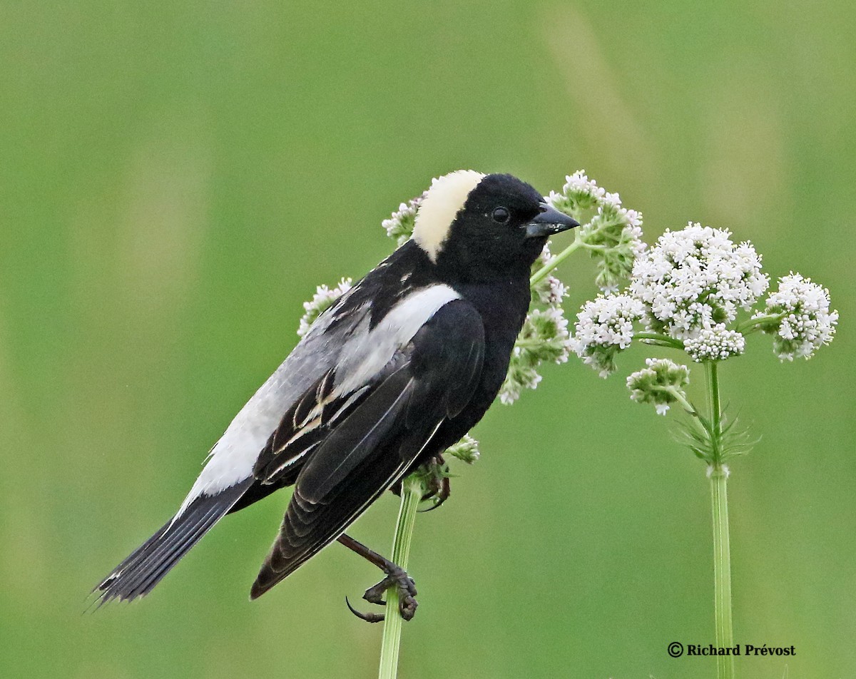 Bobolink - Richard Prévost