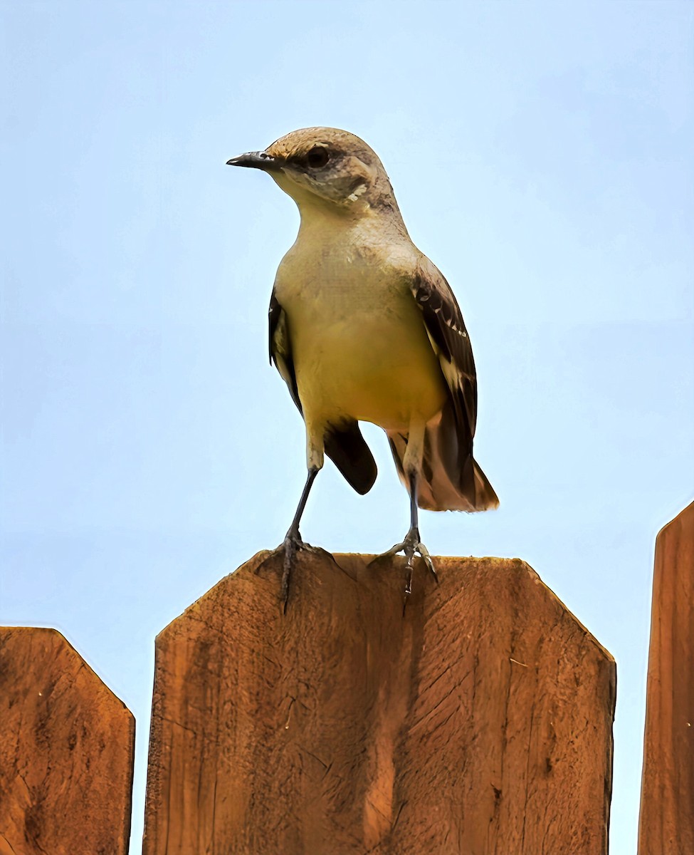 Northern Mockingbird - ML620712553