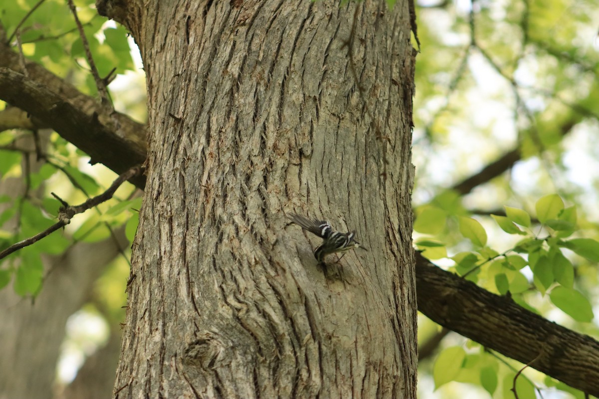 Black-and-white Warbler - ML620712556