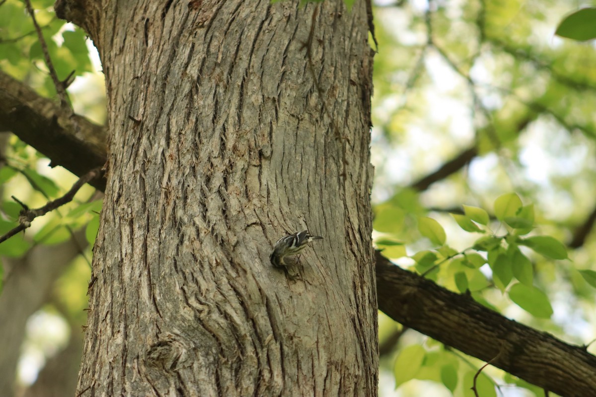 Black-and-white Warbler - ML620712557