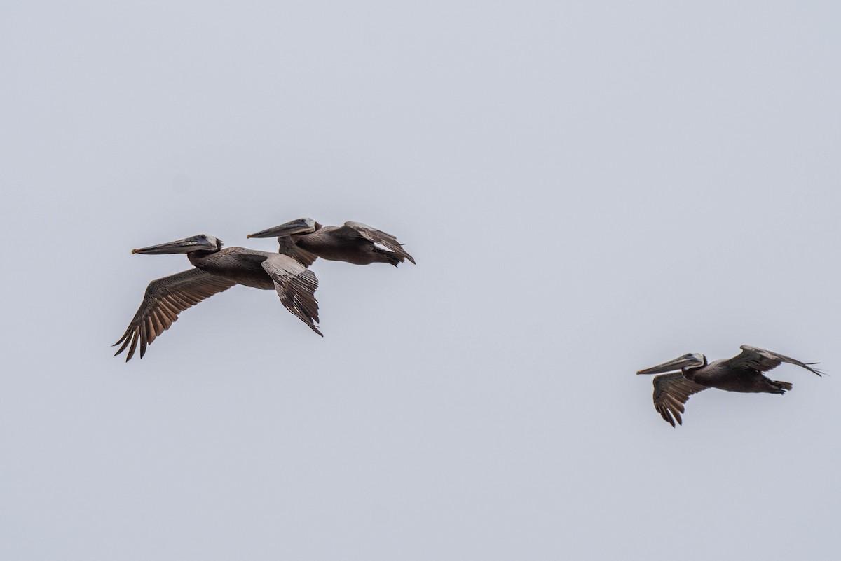 Brown Pelican - ML620712558