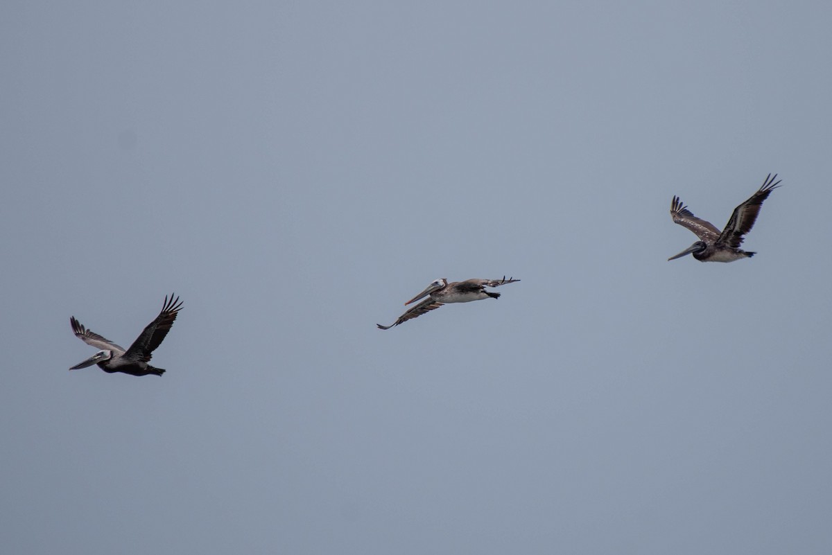 Brown Pelican - ML620712560