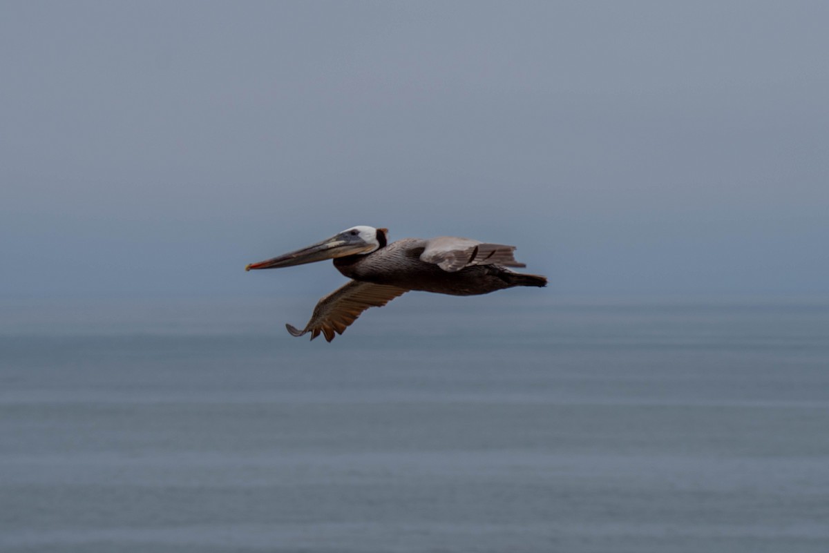 Brown Pelican - ML620712561