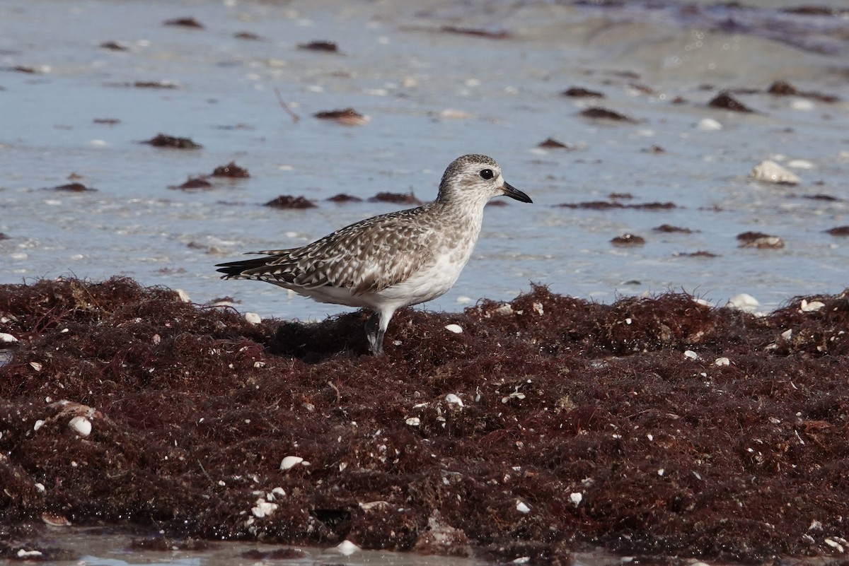 Black-bellied Plover - Michon Floreani