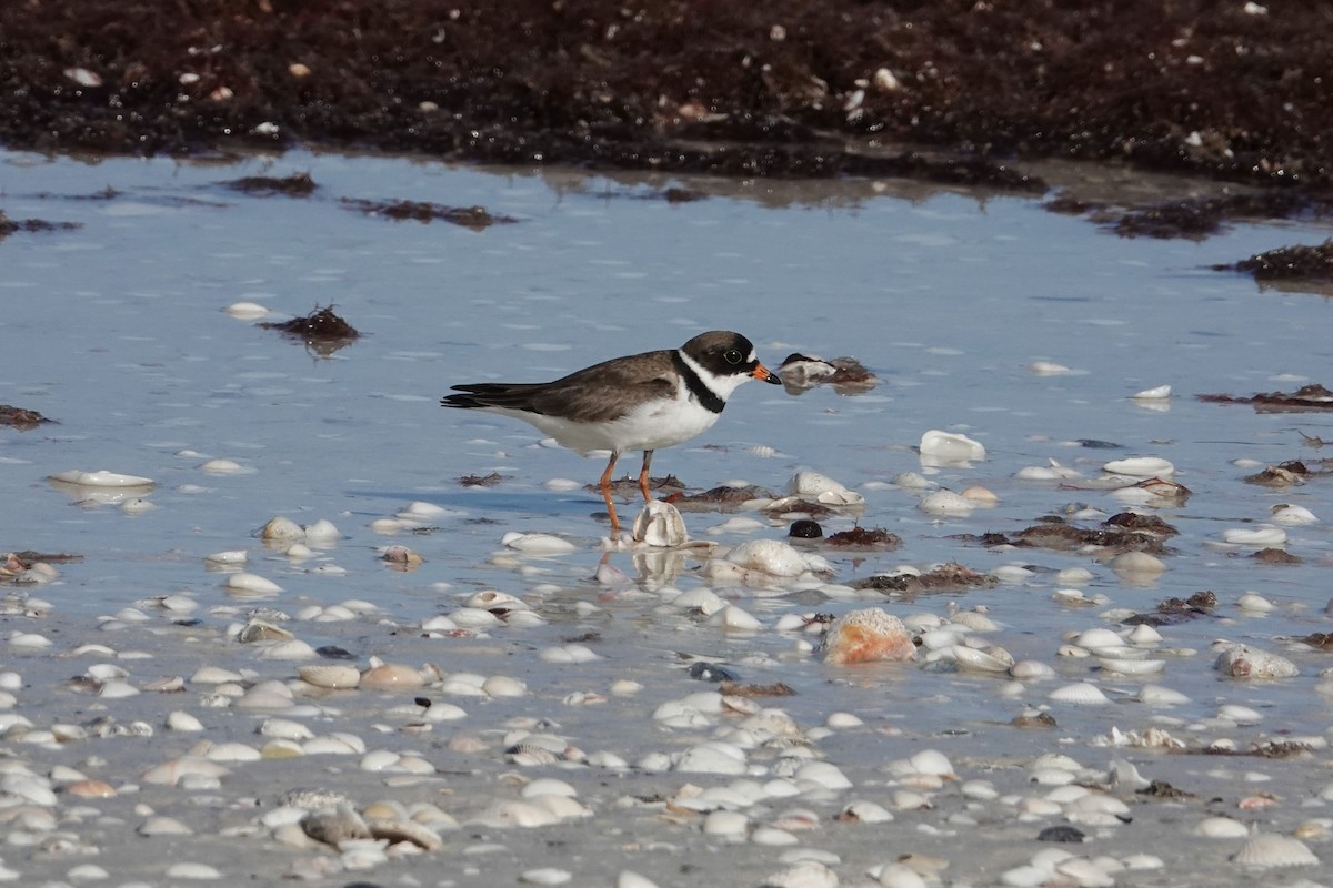 Semipalmated Plover - ML620712568