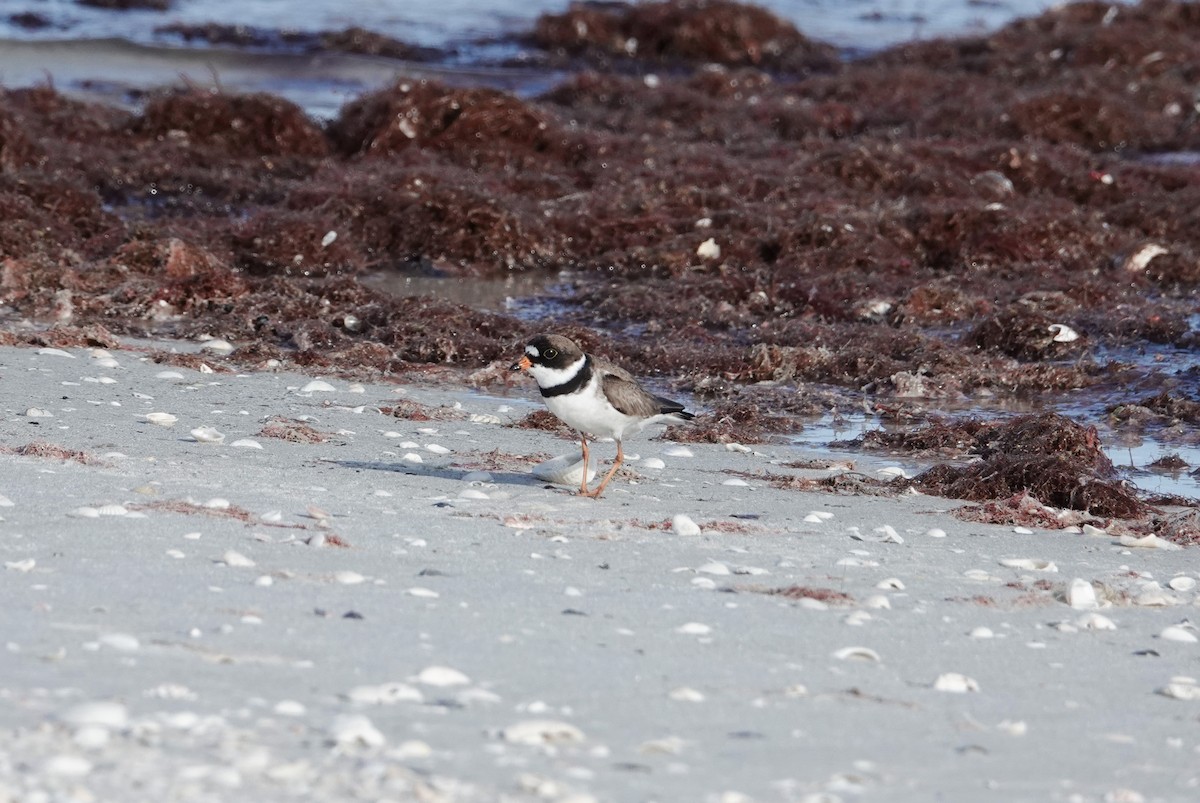 Semipalmated Plover - ML620712569