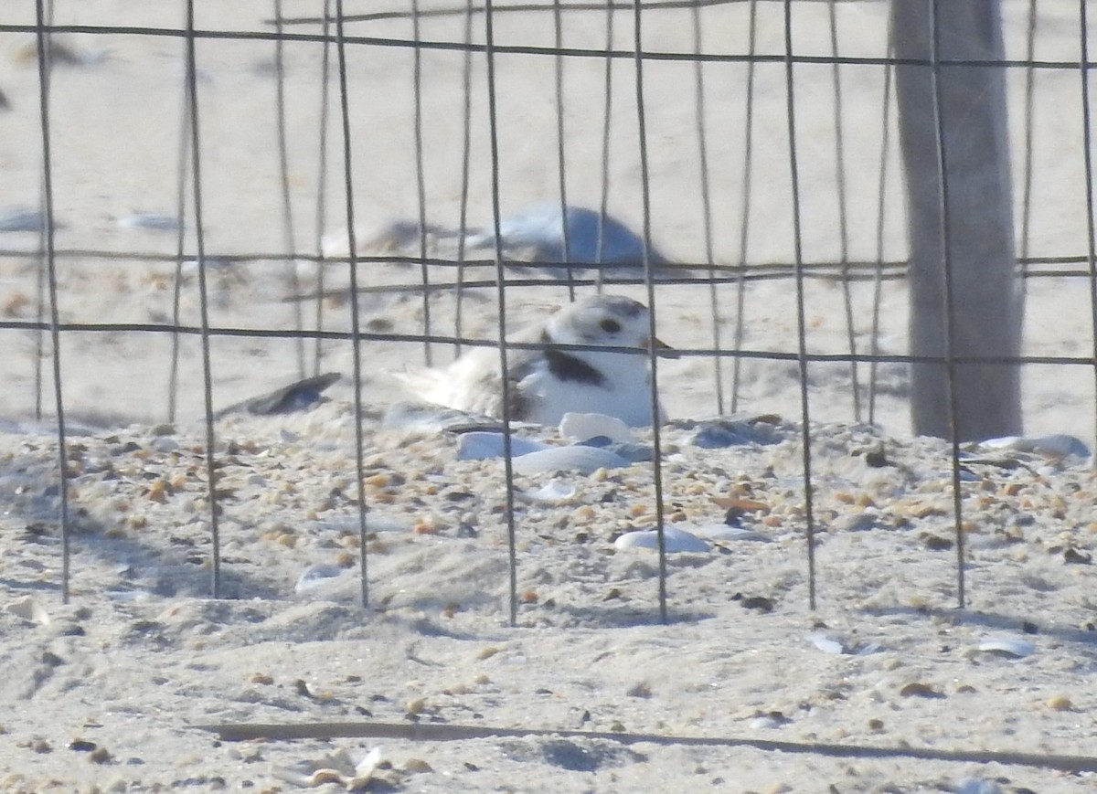 Piping Plover - ML620712573