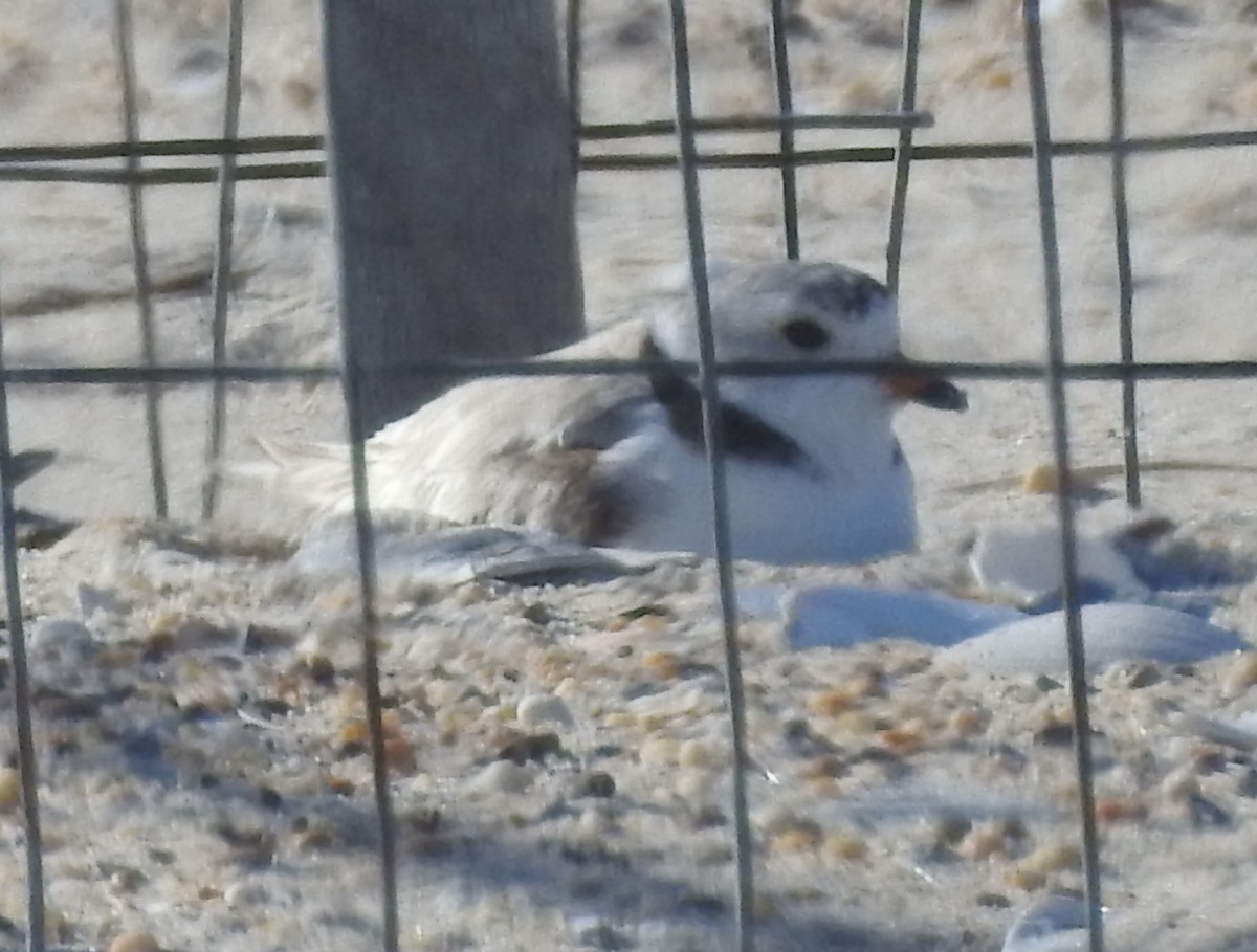 Piping Plover - ML620712574