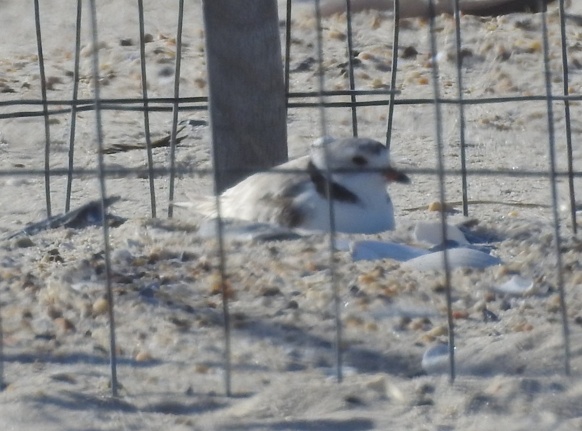 Piping Plover - ML620712575