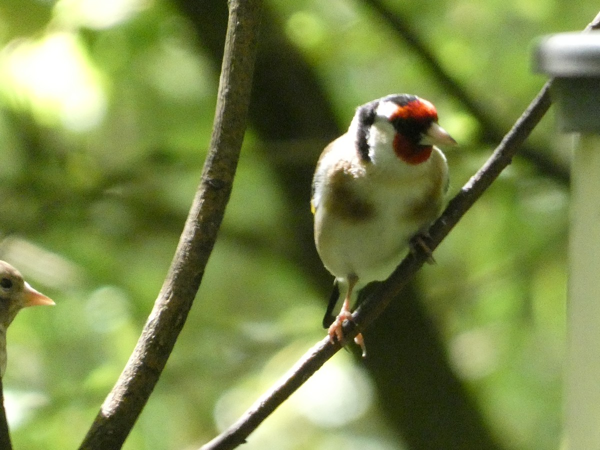 European Goldfinch - ML620712576