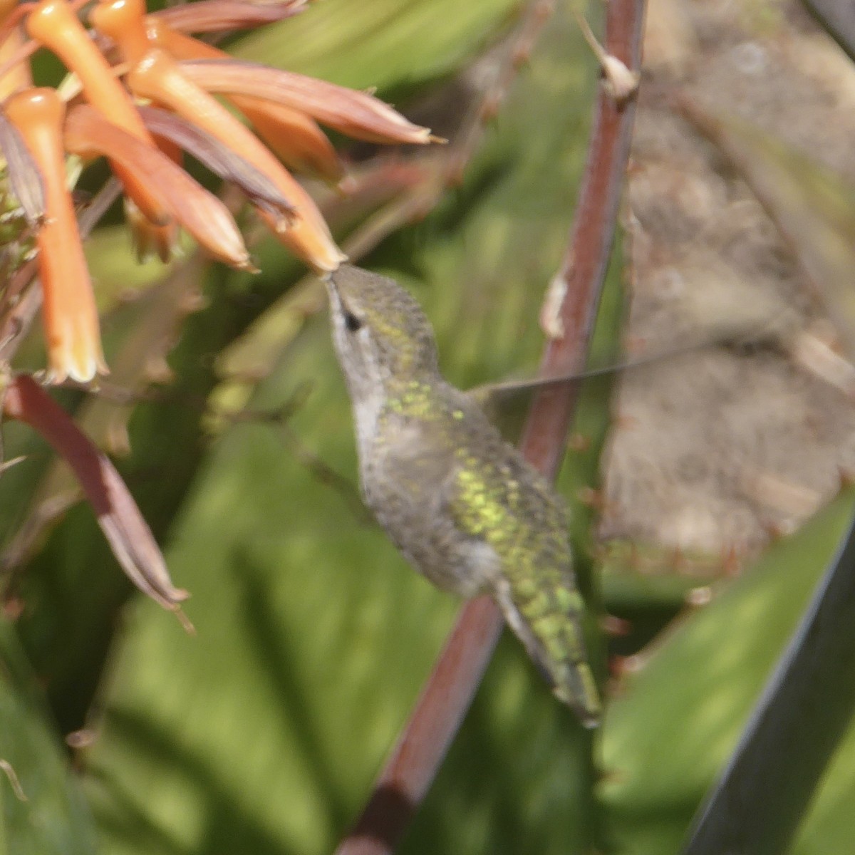 Anna's Hummingbird - ML620712577