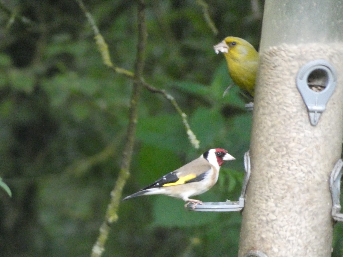 European Goldfinch - ML620712580