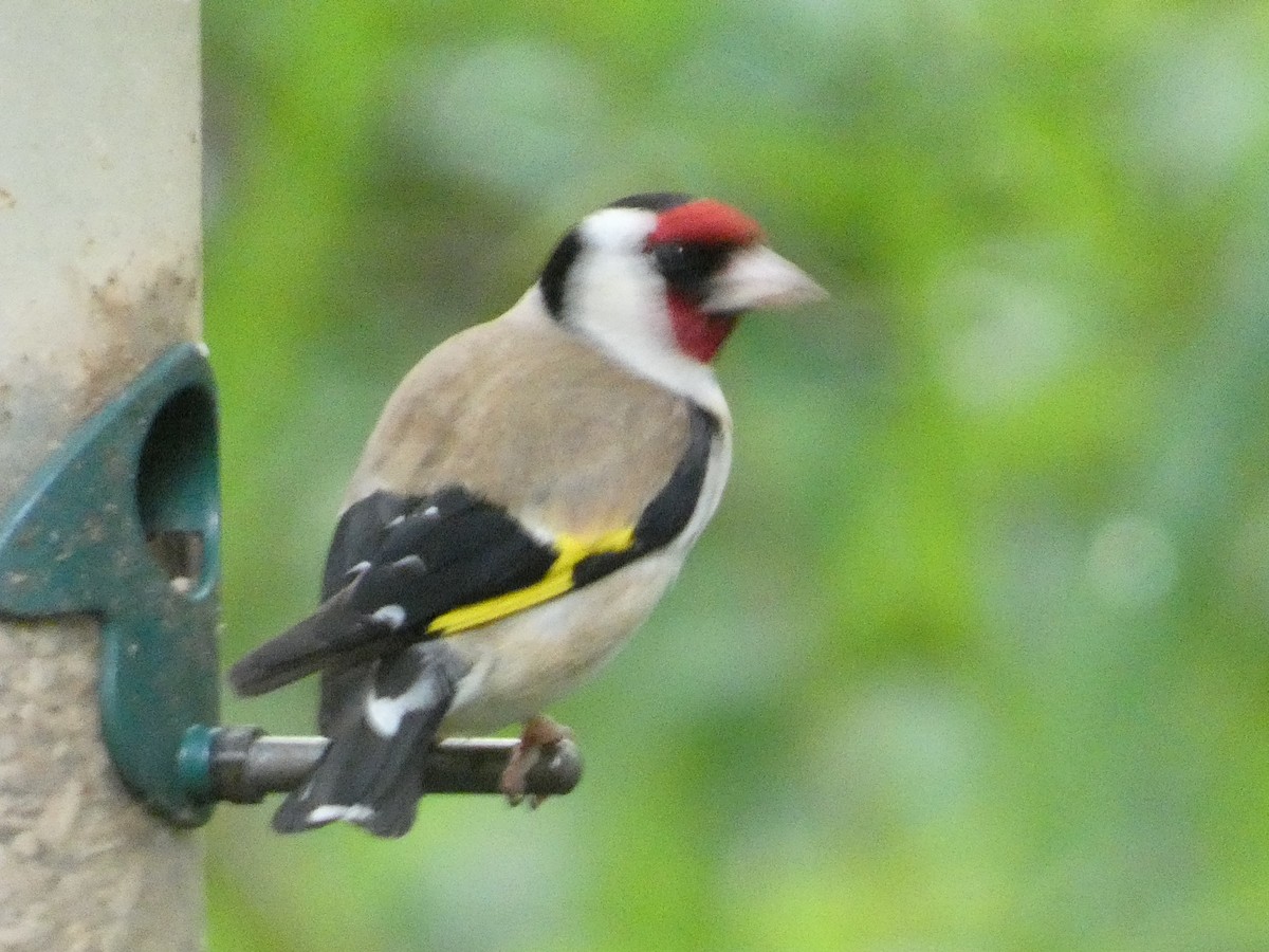 European Goldfinch - Mike Tuer