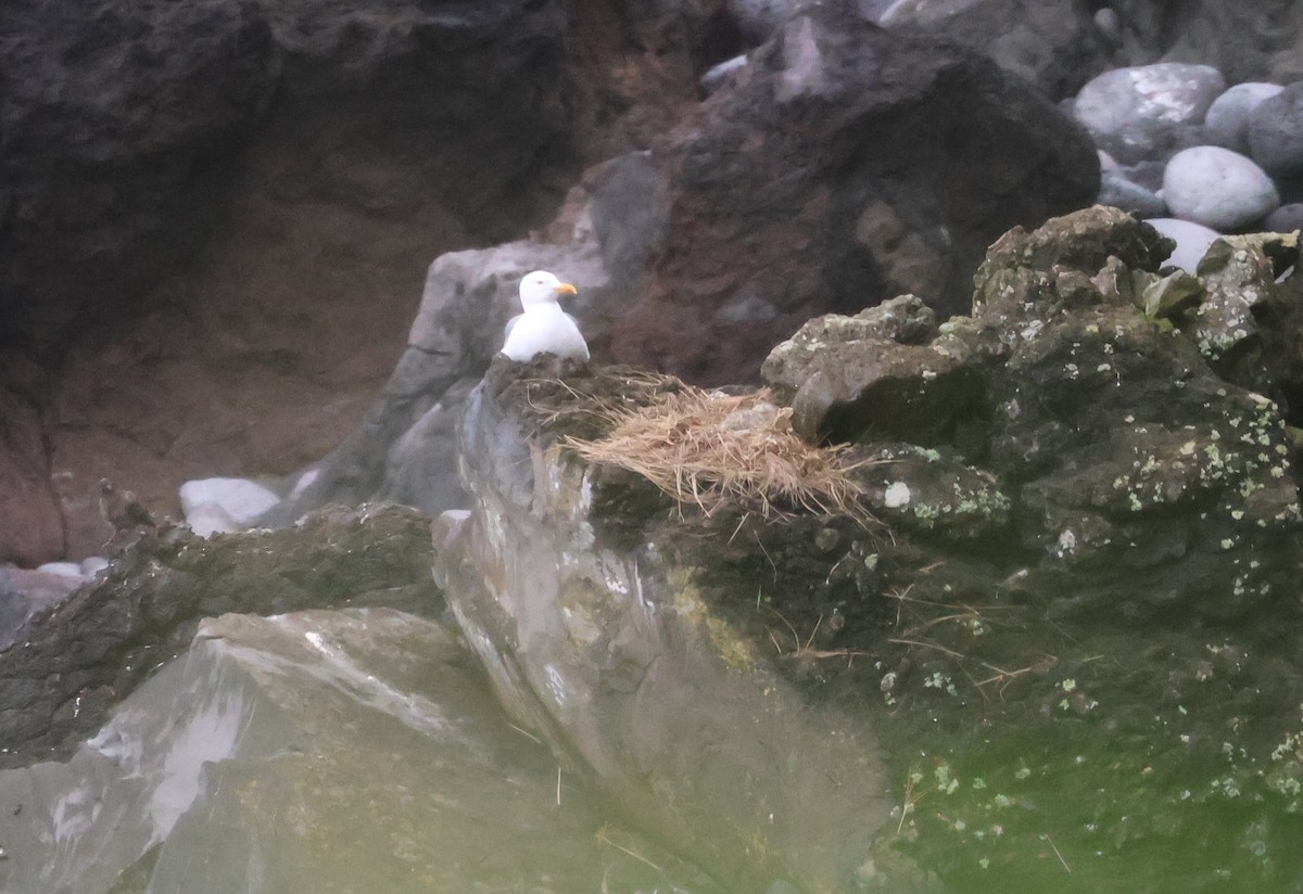 Yellow-legged Gull - ML620712585