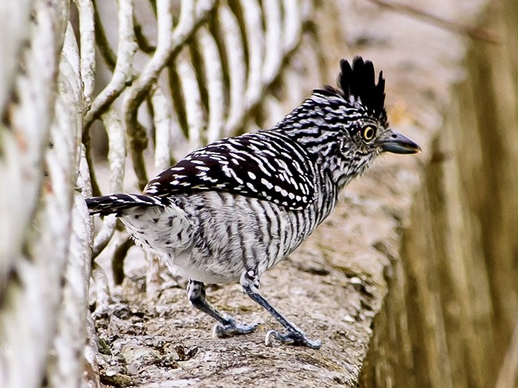 Barred Antshrike - ML620712600