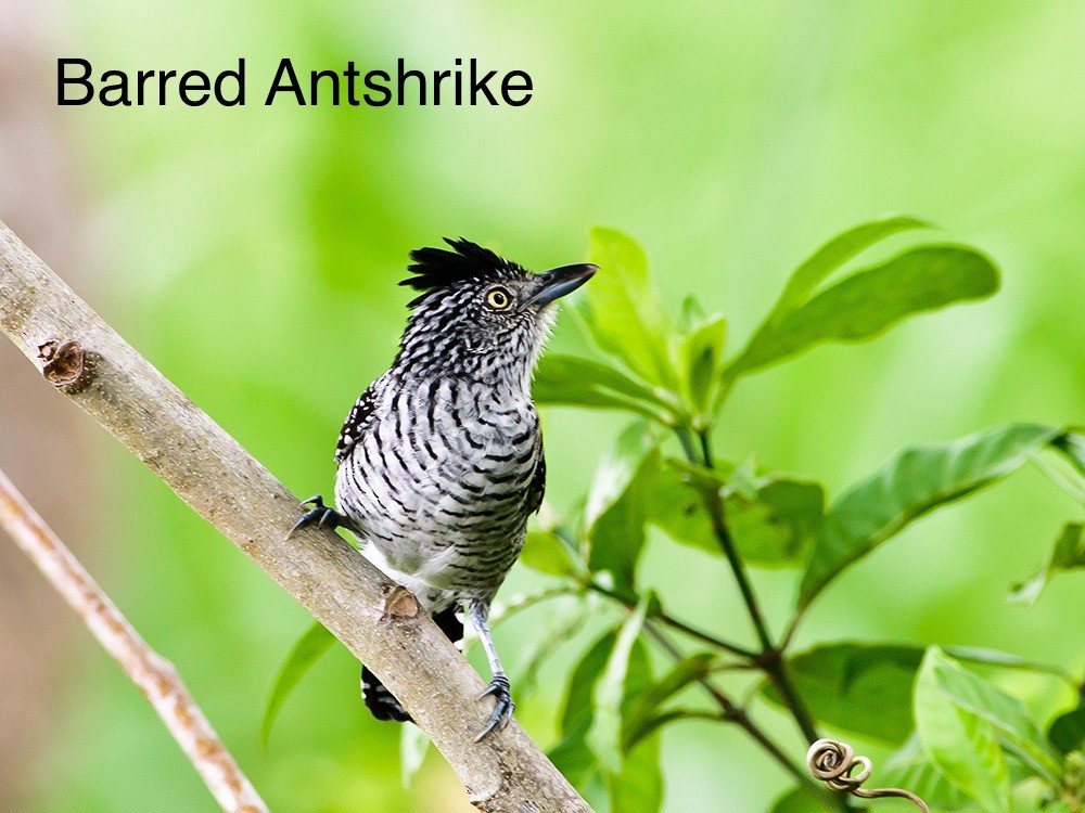 Barred Antshrike - ML620712601