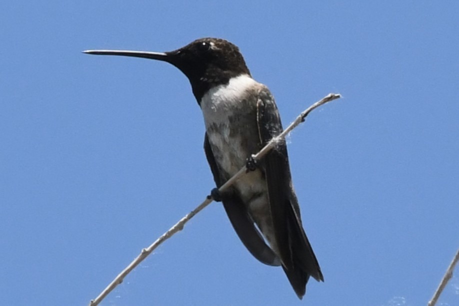 Black-chinned Hummingbird - ML620712604