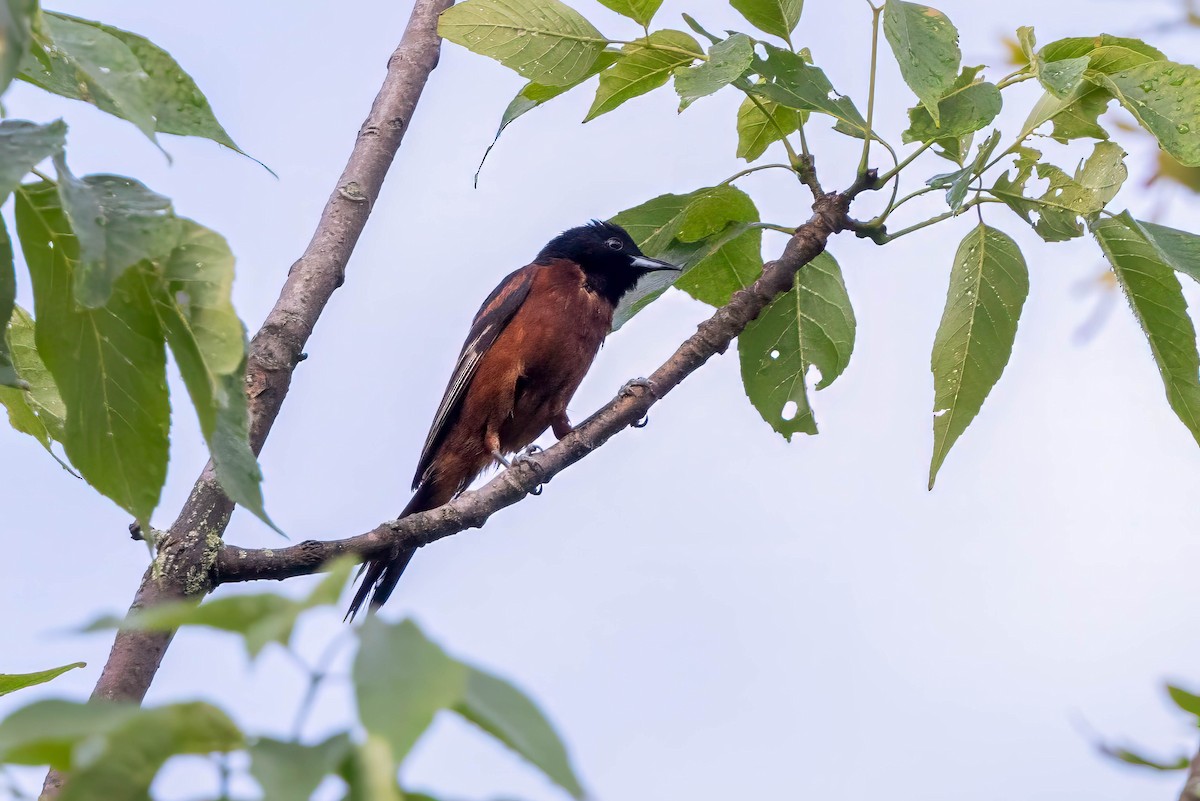 Orchard Oriole - ML620712605
