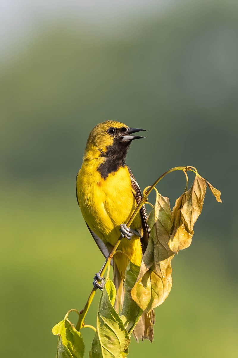 Orchard Oriole - ML620712606