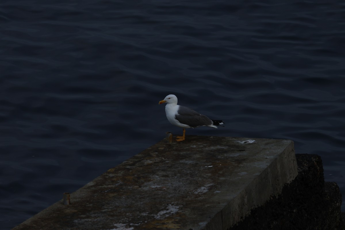 Yellow-legged Gull - ML620712608