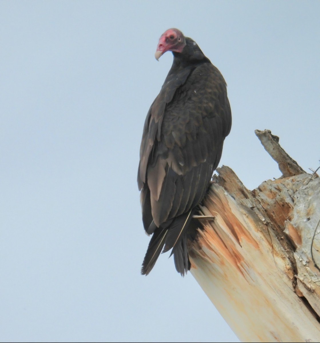 Urubu à tête rouge - ML620712614