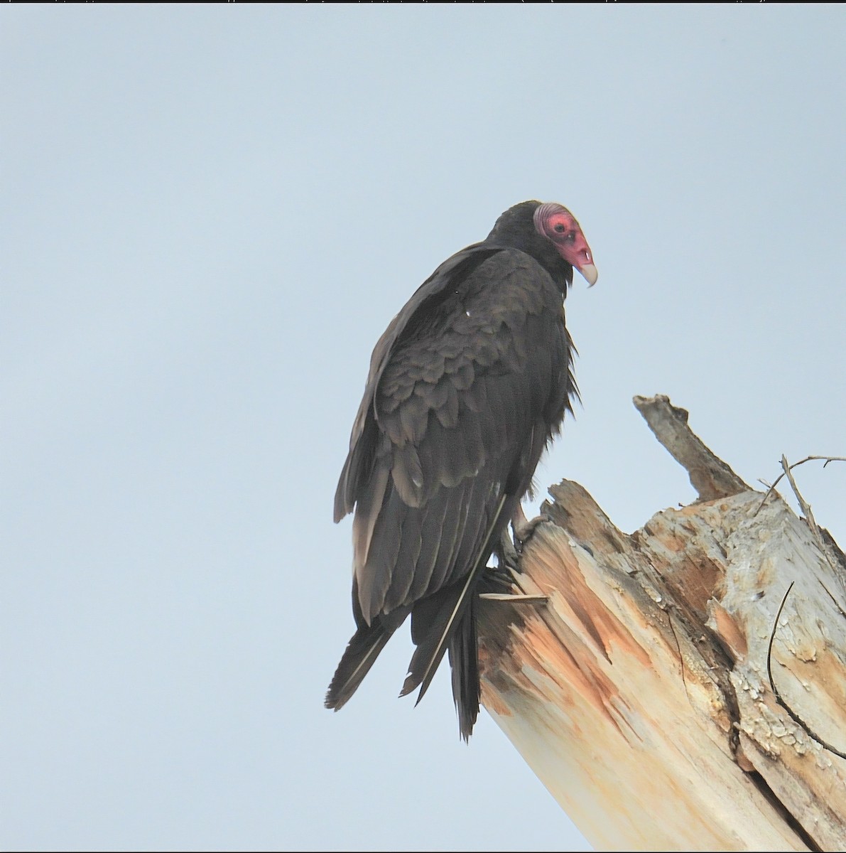 Turkey Vulture - ML620712615