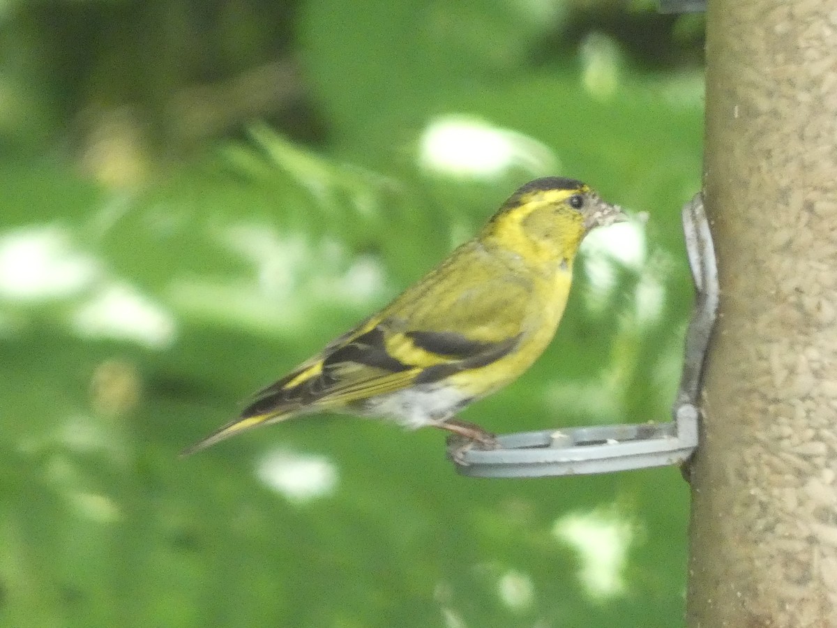 Eurasian Siskin - ML620712619