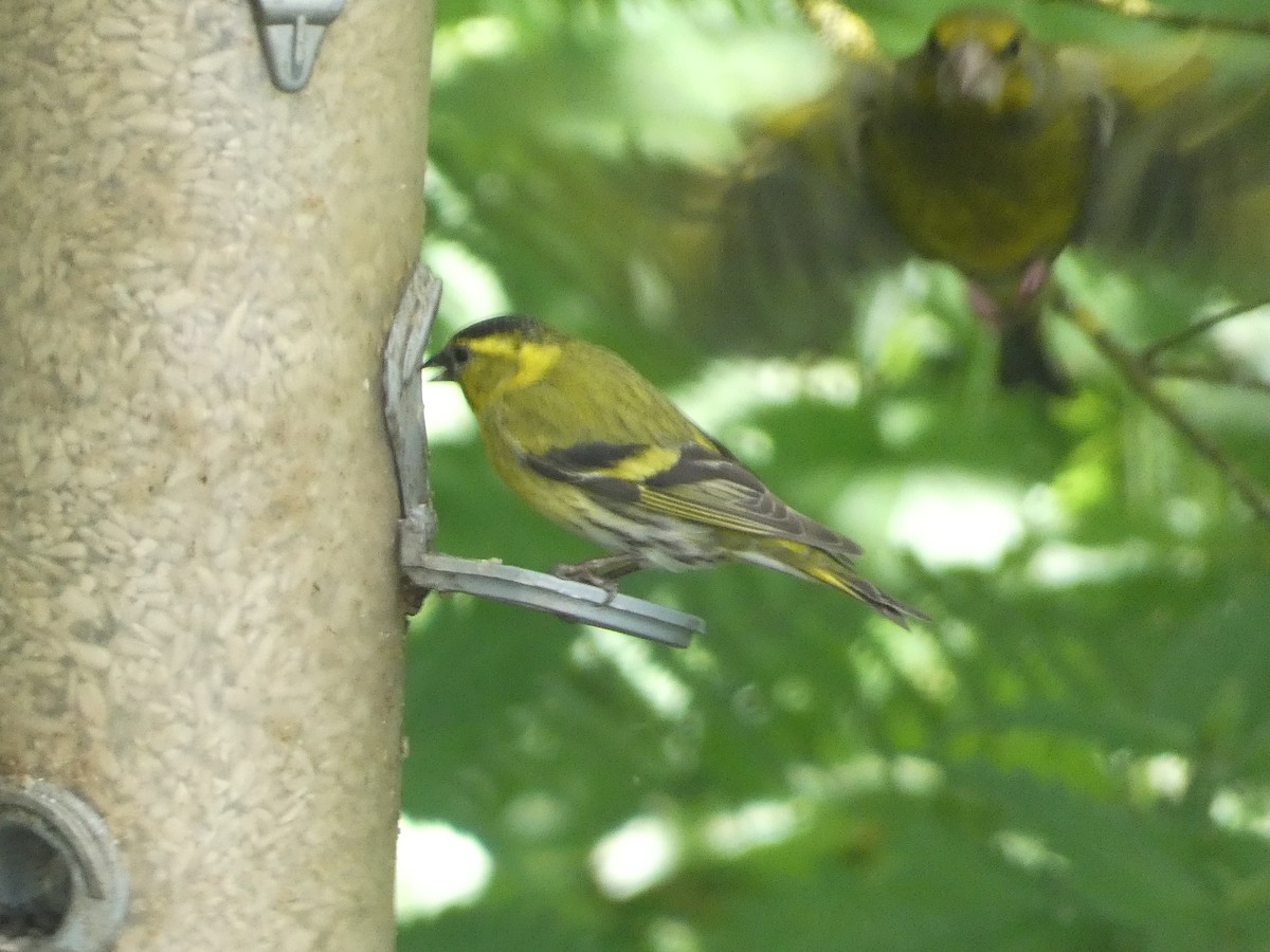 Eurasian Siskin - ML620712620