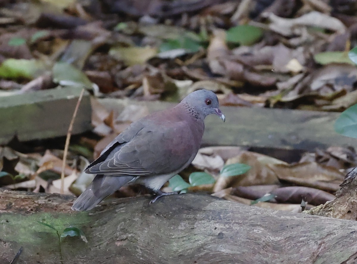 Malagasy Turtle-Dove - Nikos Mavris