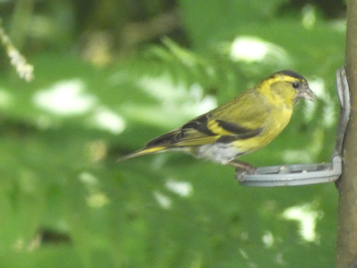 Eurasian Siskin - ML620712622