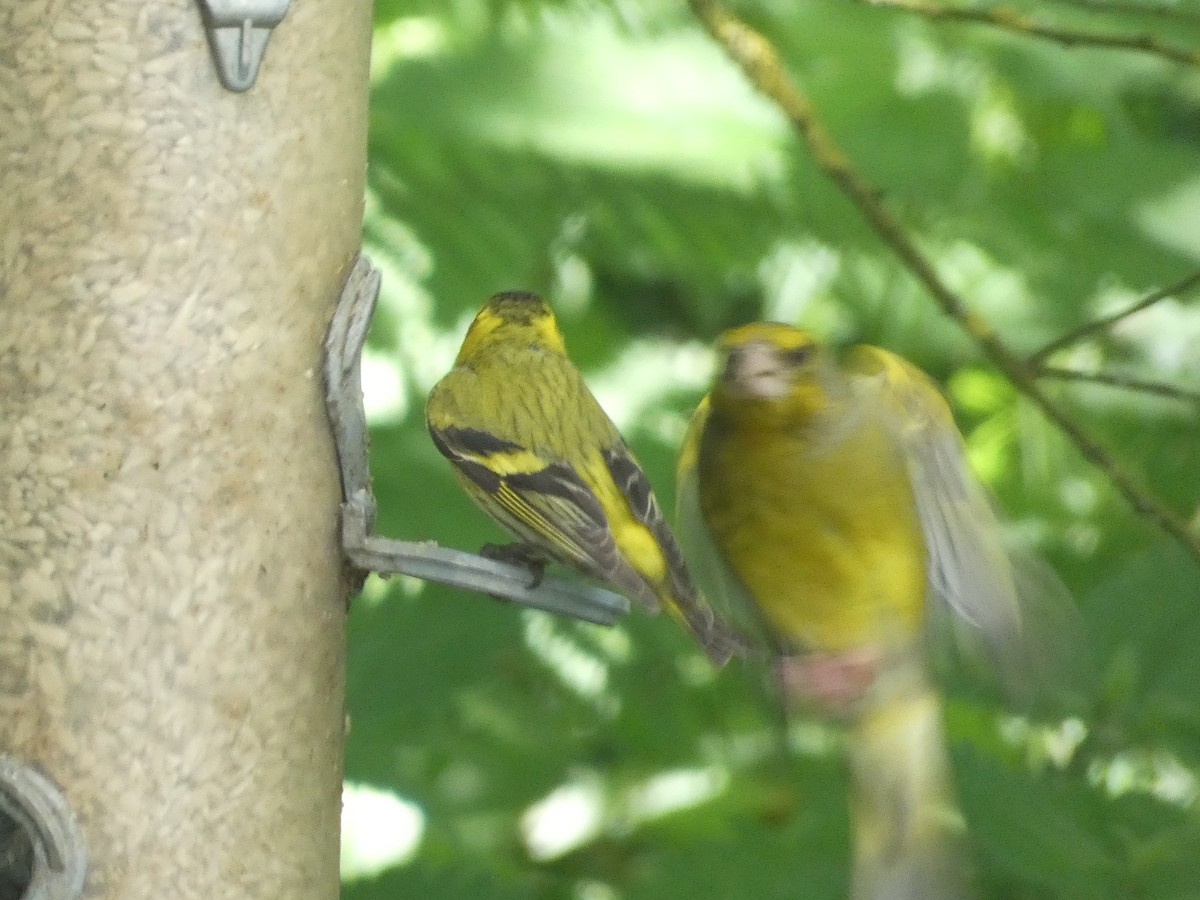 Eurasian Siskin - ML620712624